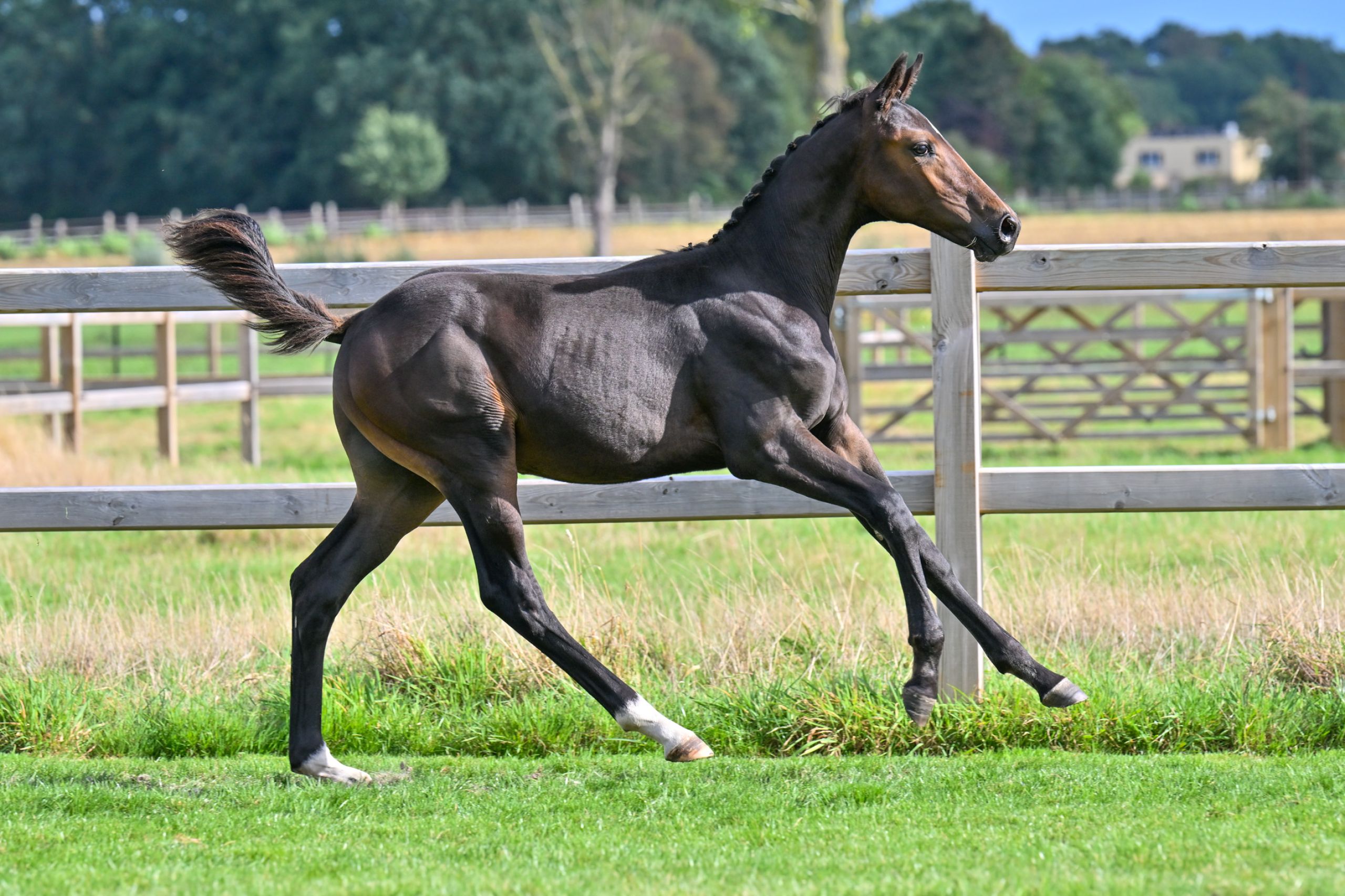 Diablo S Van De Zuuthoeve