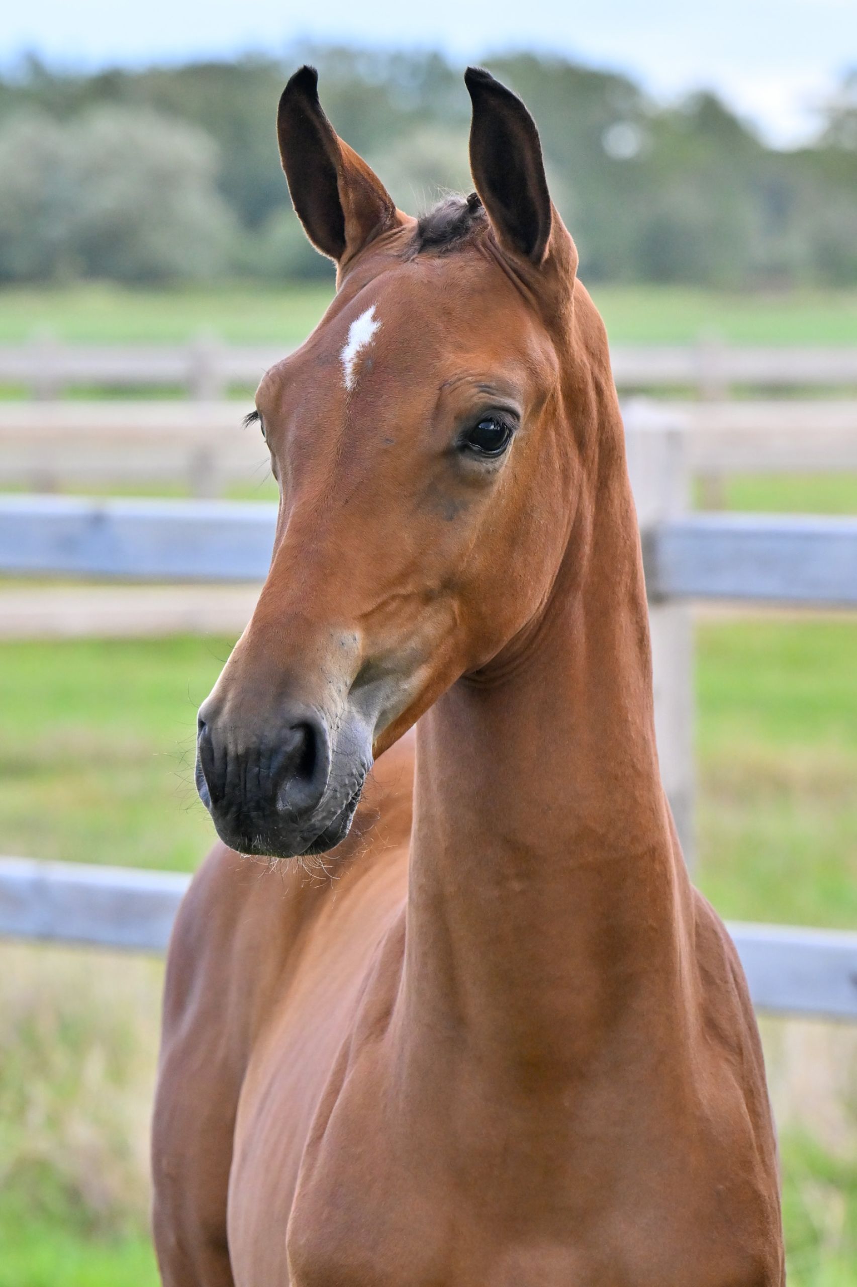 Duchess SD - image 3