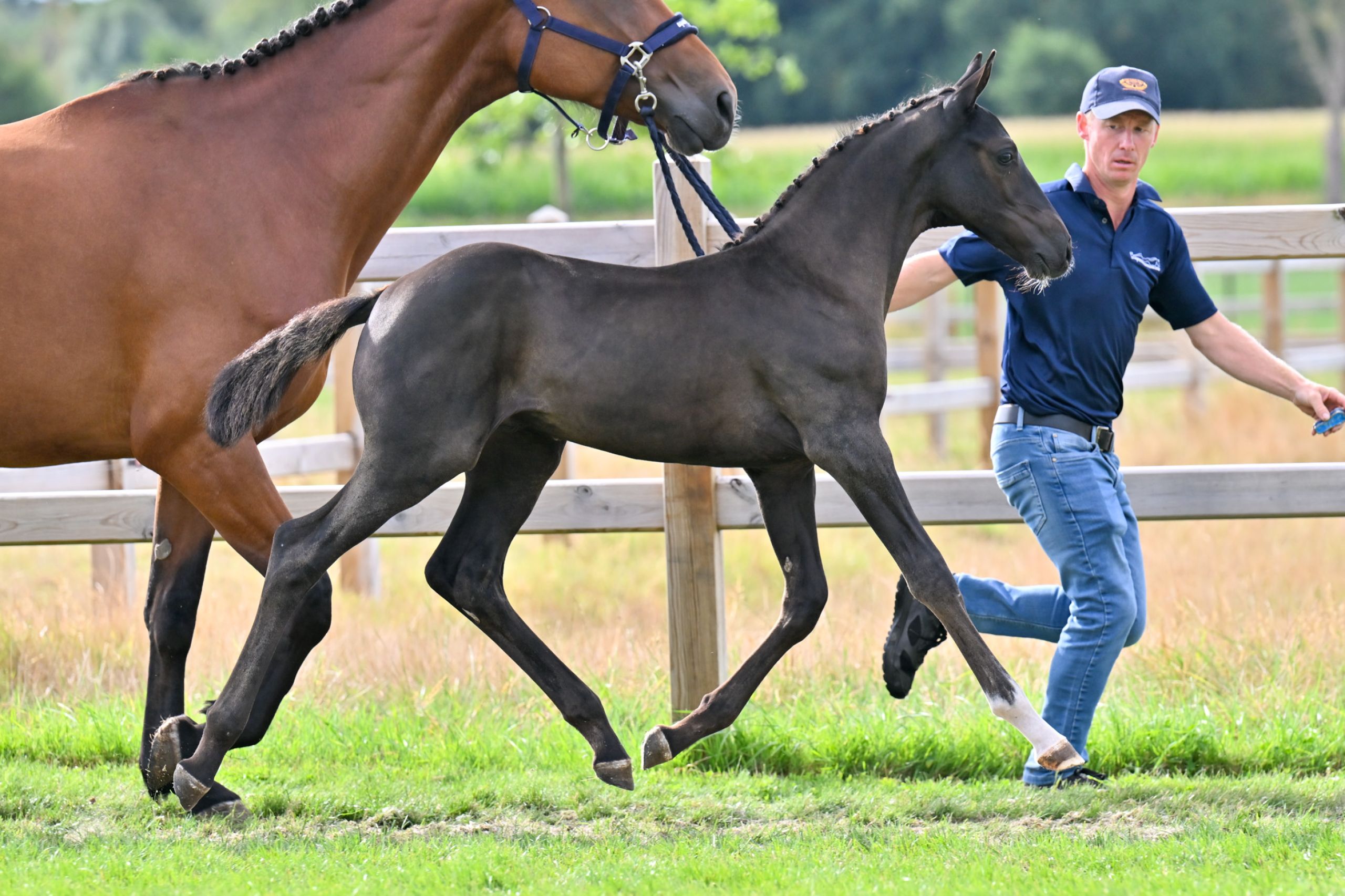Jax van de holsteinerhoeve - image 2