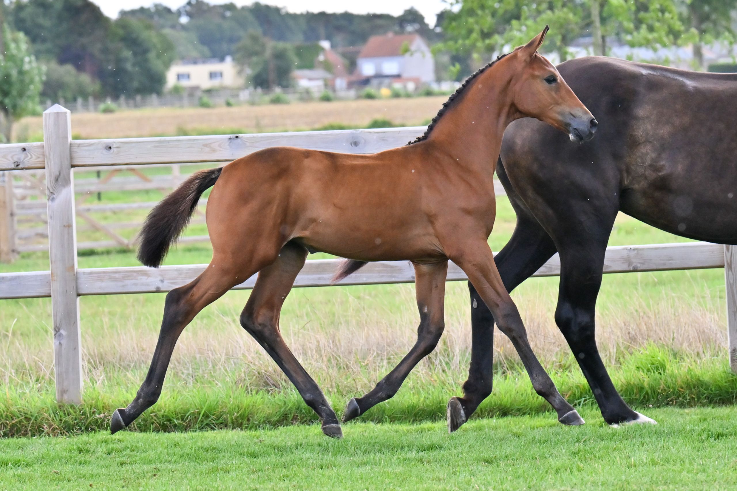 Duchess SD - image 2