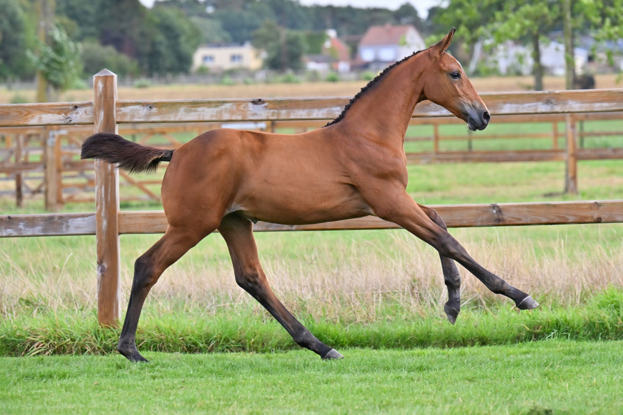 Duchess SD