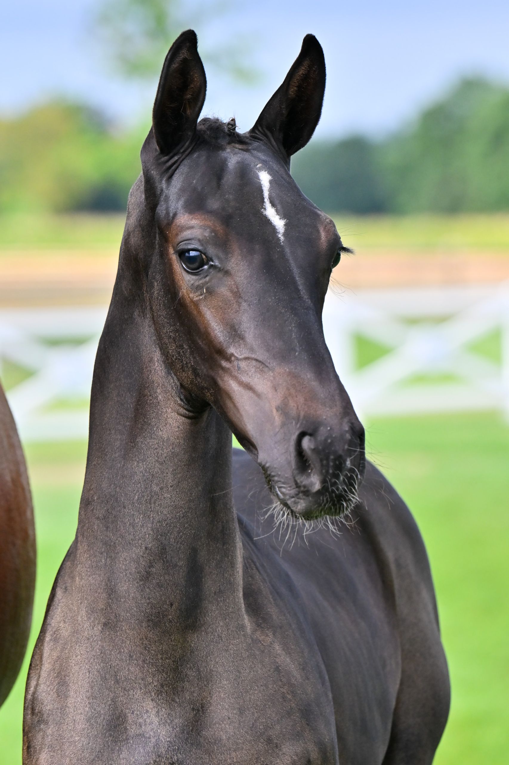 Jax van de holsteinerhoeve - image 3