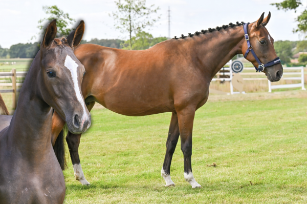 Image of Sunshine Ter Leydonck + Classy Ter Leydonck