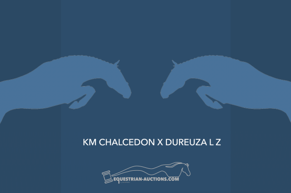 Image of Embryo (KM Chalcedon x Dureuza L Z)