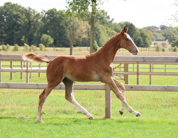 Image of Phantom de Melodie