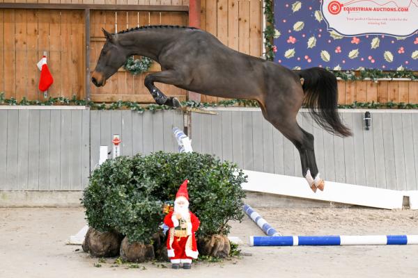 Image of Ci Belle MCP Z