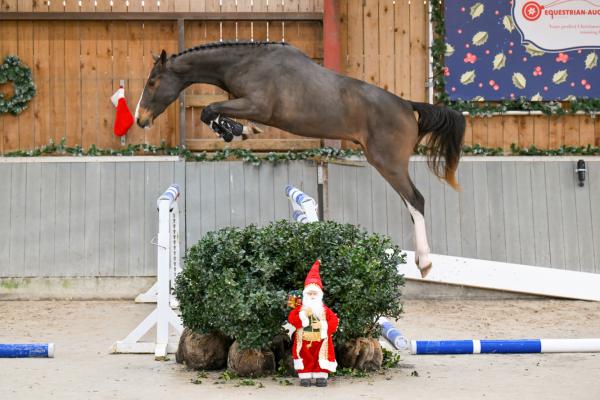 Image of Dalton vd Drie Eiken