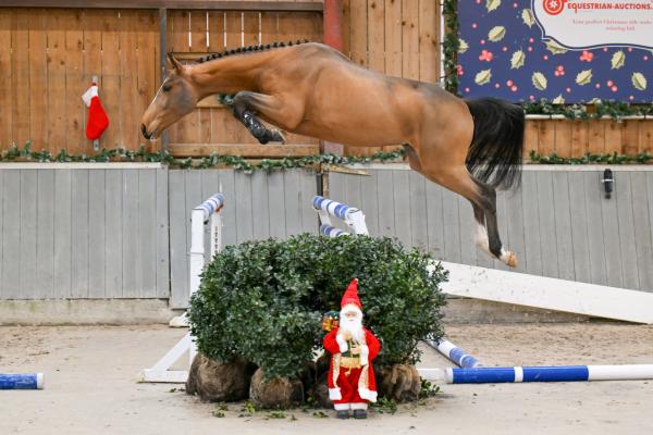 Image of High Hopes de Res Nova EQ Z