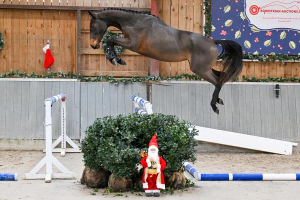 Image of Carlaya vh Beeckhof Z