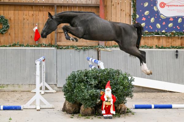 Image of Passionata vh Beeckhof z