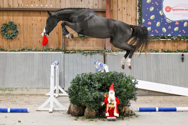 Image of Ophelia KCX Z