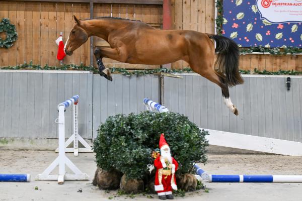 Image of Donna-Blue vh Beeckhof