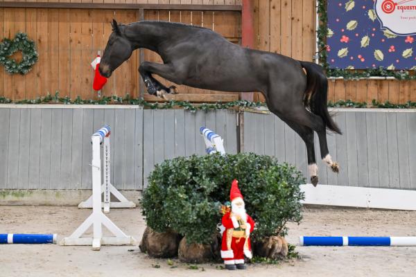 Image of Pélé vh Beeckhof Z