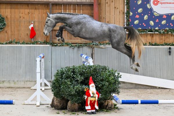 Image of California Dreamin' OS Z