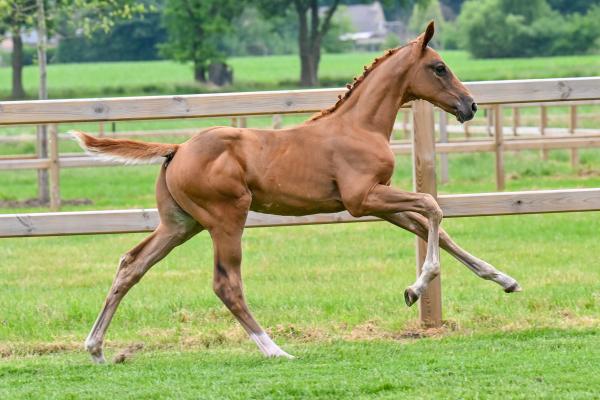 Image of Baco flip Eyckeveld Z