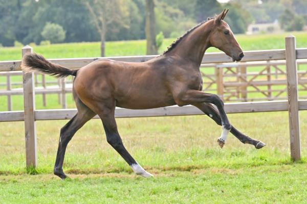 Image of Carotte van de Polderblues