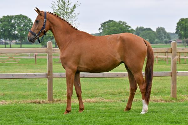 Image of Vitesse de Tiji