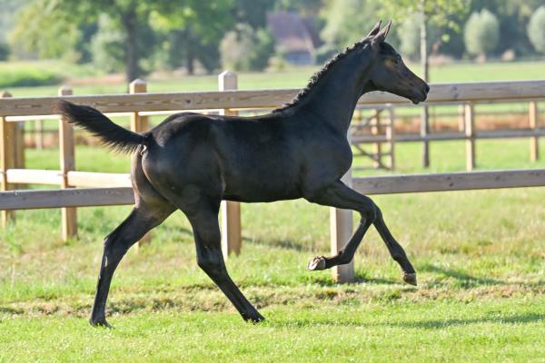 Image of Patron De L'Equipe Z