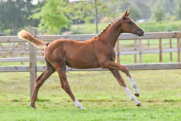 Image of Elite De L'Equipe Z